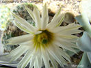 Echinocereus fitchii v.albiflorus