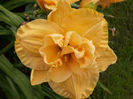 Hemerocallis Patricia