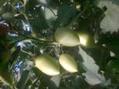 11.05.2013 colibri