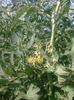 11.05.2013 colibri