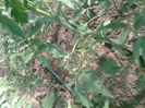 11.05.2013 colibri
