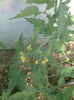 11.05.2013 colibri