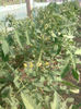 11.05.2013 colibri