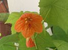 abutilon