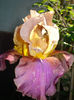 DSC05206
