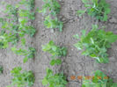 DSCN3097