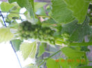 DSCN3126