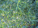 DSCN3149