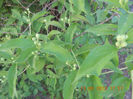 DSCN3163
