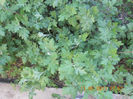 DSCN3164