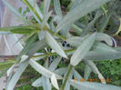 DSCN3173