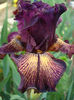 35A. Drama Queen