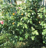 SAM_0457