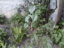 IMG00066