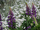 Lupin