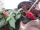 acalypha