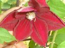 Red (rouge) Cardinal