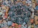 Gymnocalycium baldianum