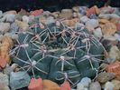 Gymnocalycium baldianum