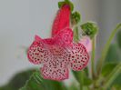Kohleria Simone (ni)