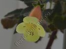 Kohleria Siriu (ni)
