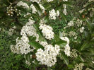 pyracantha rosie