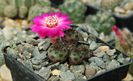 Rebutia rauschii