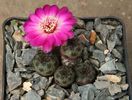 Rebutia rauschii