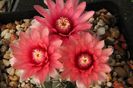 Gymnocalycium baldianum