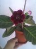 Imag0352