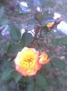 Imag0357