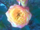 Imag0358
