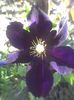 clematita primita la schimb multumesc.