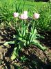 IMG_20130425_171602