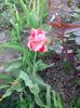 IMG_20130425_171736