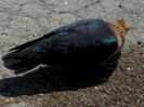 243