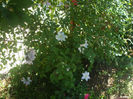 DSCF0810