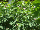 Variegata di Bologna