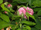 DSCN8645
