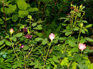 DSCN8648