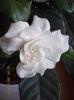 gardenia
