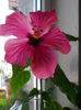 12 mai 2013-flori 004