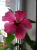 12 mai 2013-flori 006