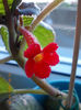 12 mai 2013-flori 008