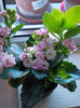 12 mai 2013-flori 015