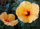 12 mai 2013-flori 022