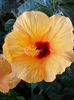 12 mai 2013-flori 028