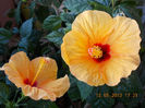 12 mai 2013-flori 031