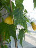 12 mai 2013-flori 038