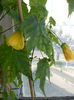 12 mai 2013-flori 039